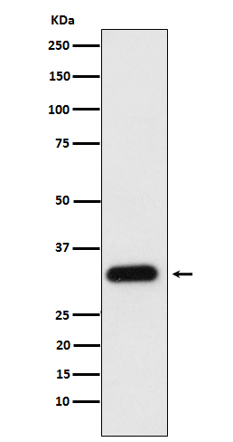 Western blot analysis of Apolipoprotein F expression in human plasma cell lysate.
