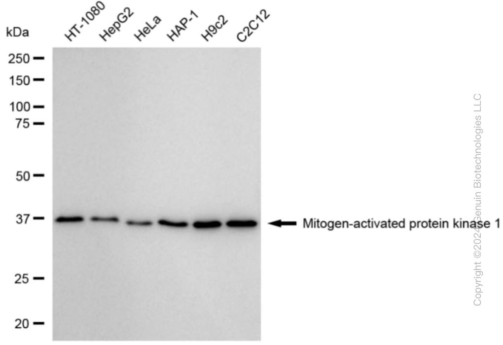 MAPK1 Rabbit Monoclonal Antibody [Clone ID: 24GB3095]