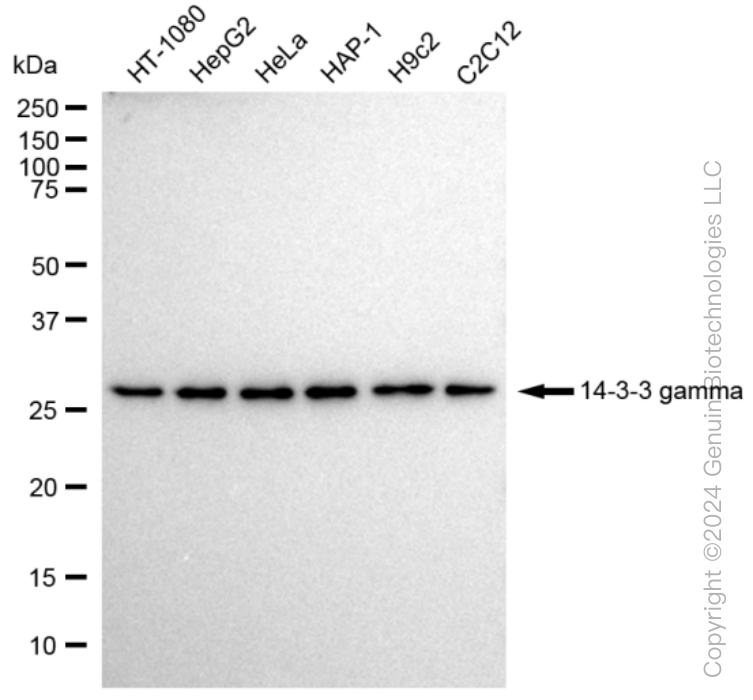 YWHAG Rabbit Monoclonal Antibody [Clone ID: 23GB1970]