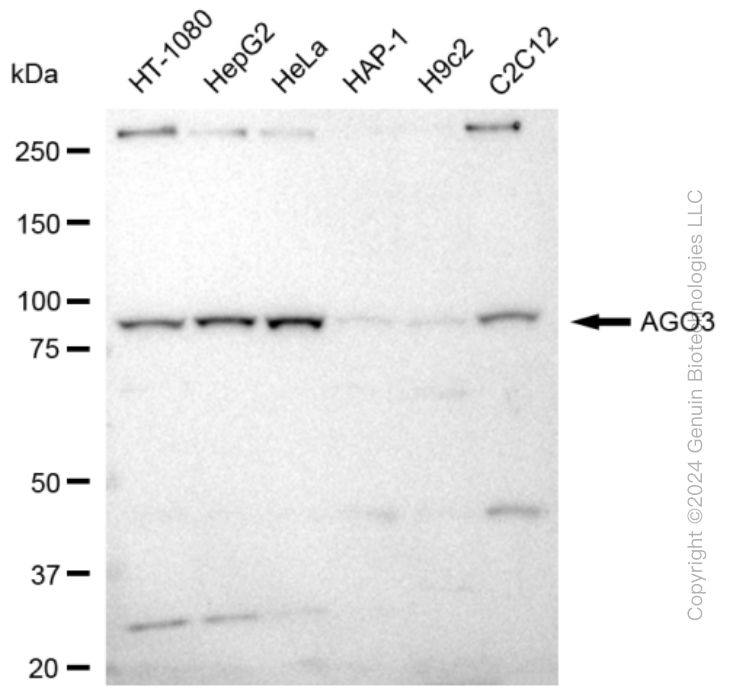 AGO3 Rabbit Monoclonal Antibody [Clone ID: 23GB3930]