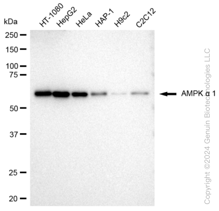 Western blotting analysis using anti-AMPK alpha 1 antibody . Total cell lysates (30 μg) from various cell lines were loaded and separated by SDS-PAGE. The blot was incubated with anti-AMPK alpha 1 antibody and HRP-conjugated goat anti-rabbit secondary antibody respectively. Image was developed using anti-FeQ™ ECL Substrate Kit .