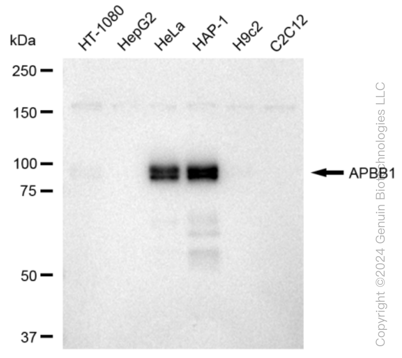 APBB1 Rabbit Monoclonal Antibody [Clone ID: 23GB3665]