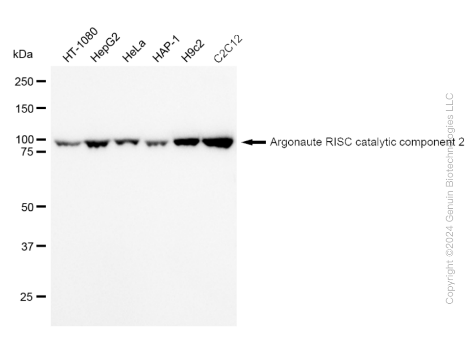 AGO2 Rabbit Monoclonal Antibody [Clone ID: 23GB1790]