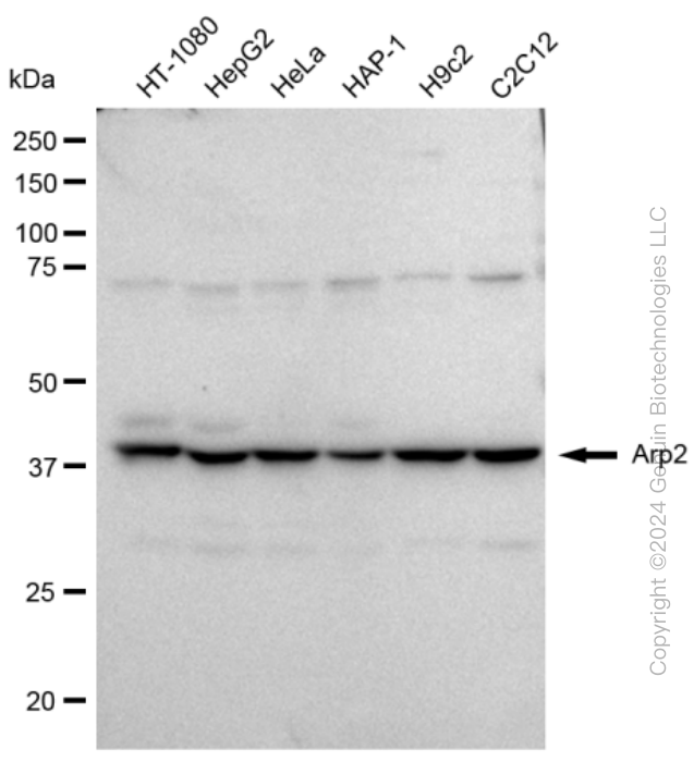 Western blotting analysis using anti-Arp2 antibody . Total cell lysates (30 μg) from various cell lines were loaded and separated by SDS-PAGE. The blot was incubated with anti-Arp2 antibody and HRP-conjugated goat anti-rabbit secondary antibody respectively. Image was developed using anti-FeQ™ ECL Substrate Kit .