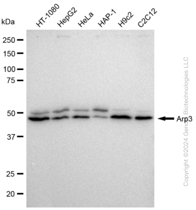 Western blotting analysis using anti-Arp3 antibody . Total cell lysates (30 μg) from various cell lines were loaded and separated by SDS-PAGE. The blot was incubated with anti-Arp3 antibody and HRP-conjugated goat anti-rabbit secondary antibody respectively. Image was developed using anti-FeQ™ ECL Substrate Kit .