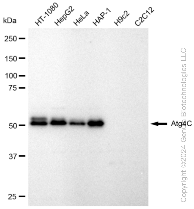 Western blotting analysis using anti-Atg4°C antibody . Total cell lysates (30 μg) from various cell lines were loaded and separated by SDS-PAGE. The blot was incubated with anti-Atg4°C antibody and HRP-conjugated goat anti rabbit secondary antibody respectively. Image was developed using anti-FeQ™ ECL Substrate Kit .