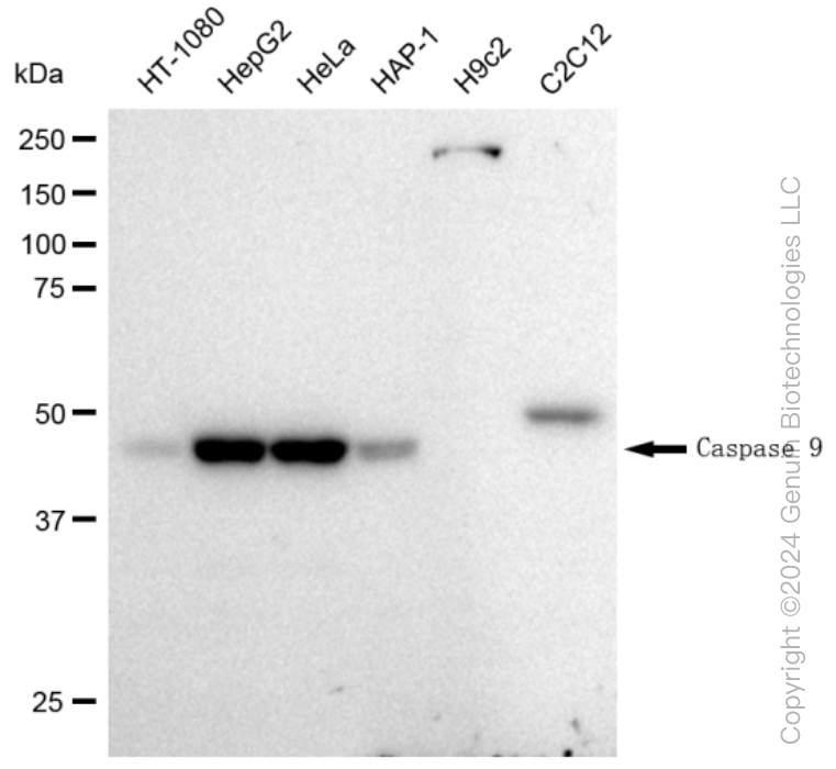 CASP9 Rabbit Monoclonal Antibody [Clone ID: 23GB1005]