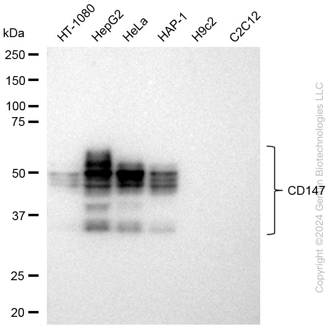 BSG Rabbit Monoclonal Antibody [Clone ID: 23GB1400]