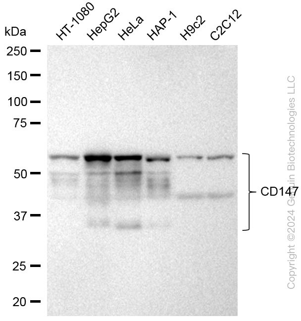 BSG Rabbit Monoclonal Antibody [Clone ID: 23GB1460]