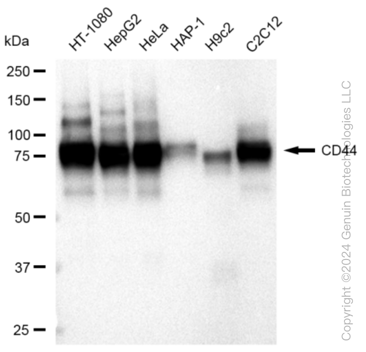 CD44 Rabbit Monoclonal Antibody [Clone ID: 23GB3055]