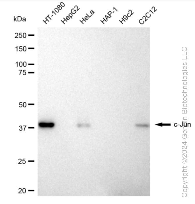 JUN Rabbit Monoclonal Antibody [Clone ID: 23GB2435]