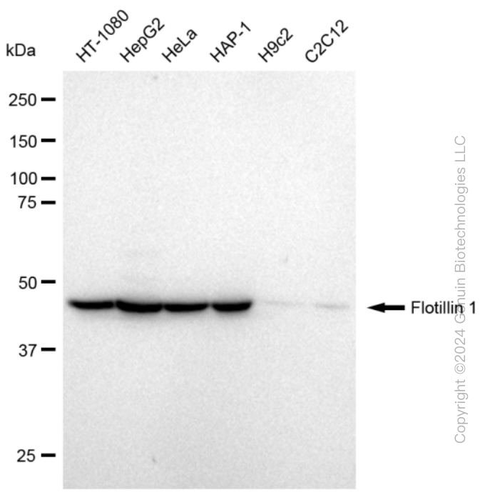 Western blotting analysis using anti-Flotillin 1 antibody . Total cell lysates (30 μg) from various cell lines were loaded and separated by SDS-PAGE. The blot was incubated with anti-Flotillin 1 antibody and HRP-conjugated goat anti-rabbit secondary antibody respectively. Image was developed using anti-FeQ™ ECL Substrate Kit .