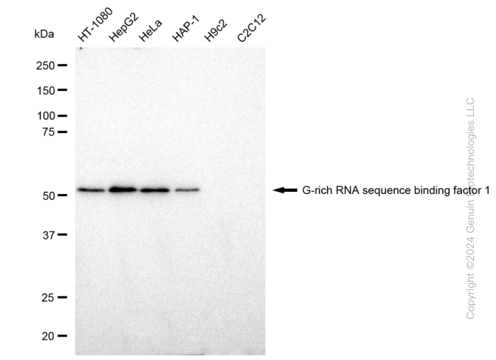 GRSF1 Rabbit Monoclonal Antibody [Clone ID: 23GB1890]