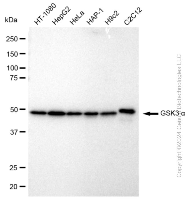 GSK3A Rabbit Monoclonal Antibody [Clone ID: 23GB855]