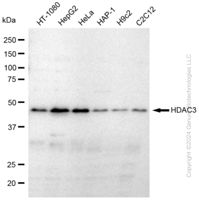 HDAC3 Rabbit Monoclonal Antibody [Clone ID: 23GB860]