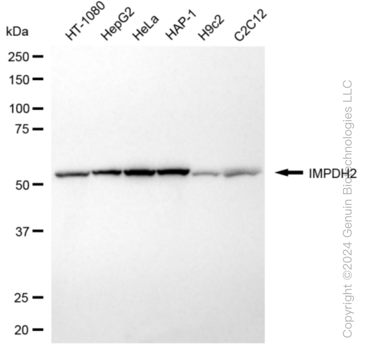 IMPDH2 Rabbit Monoclonal Antibody [Clone ID: 24GB6135]