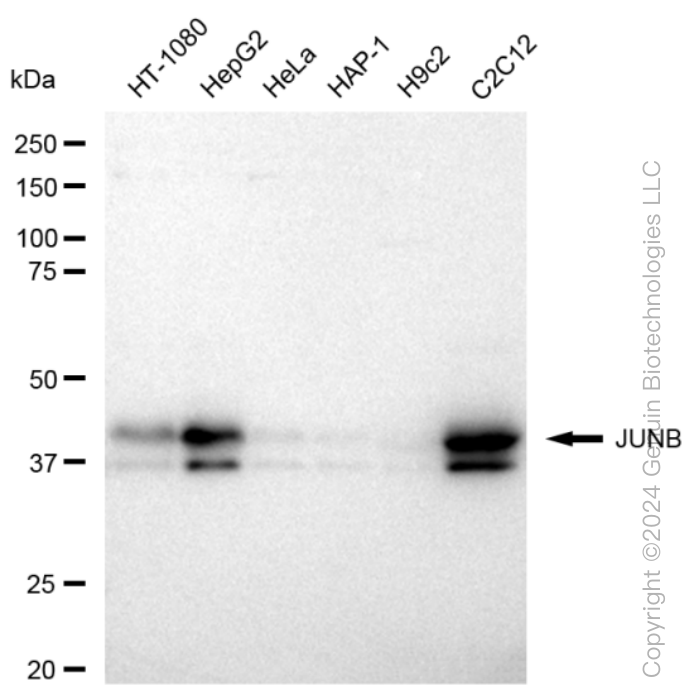JUNB Rabbit Monoclonal Antibody [Clone ID: 23GB6175]