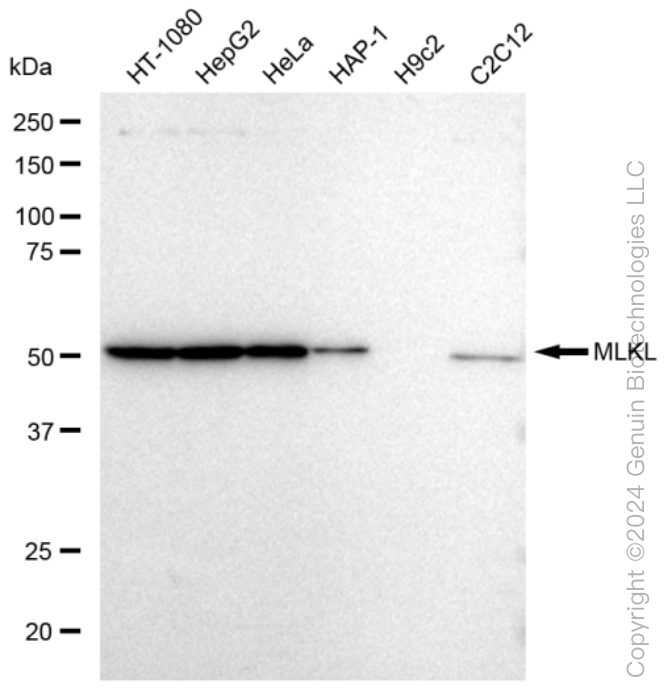 MLKL Rabbit Monoclonal Antibody [Clone ID: 23GB2895]