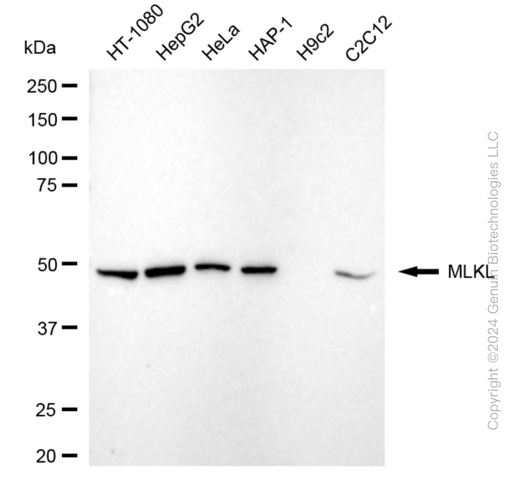 MLKL Rabbit Monoclonal Antibody [Clone ID: 24GB4620]
