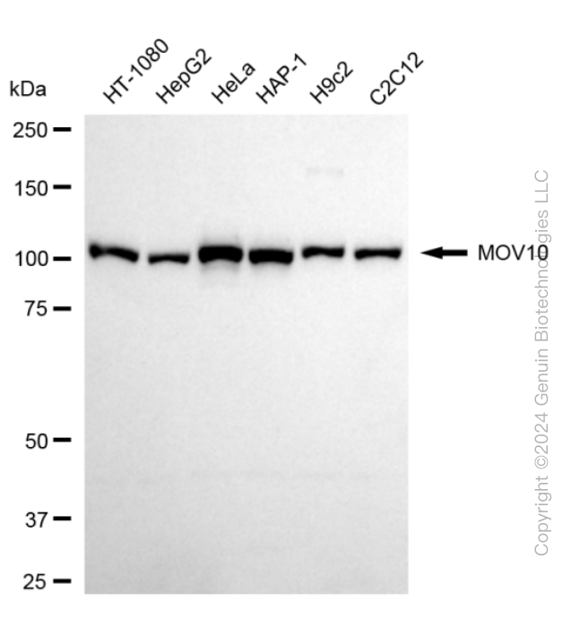 MOV10 Rabbit Monoclonal Antibody [Clone ID: 24GB575]