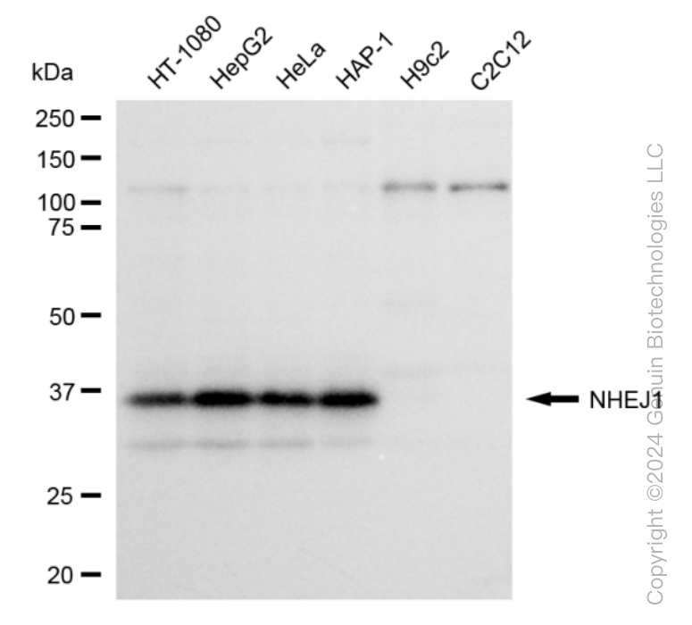 NHEJ1 Rabbit Monoclonal Antibody [Clone ID: 24GB480]