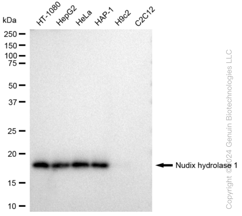 NUDT1 Rabbit Monoclonal Antibody [Clone ID: 23GB4060]