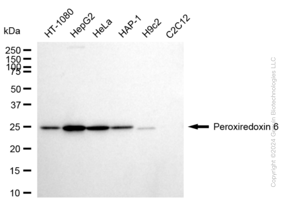 Western blotting analysis using anti-Peroxiredoxin 6 antibody . Total cell lysates (30 μg) from various cell lines were loaded and separated by SDS-PAGE. The blot was incubated with anti-Peroxiredoxin 6 antibody and HRP-conjugated goat anti-rabbit secondary antibody respectively. Image was developed using anti-FeQ™ ECL Substrate Kit .
