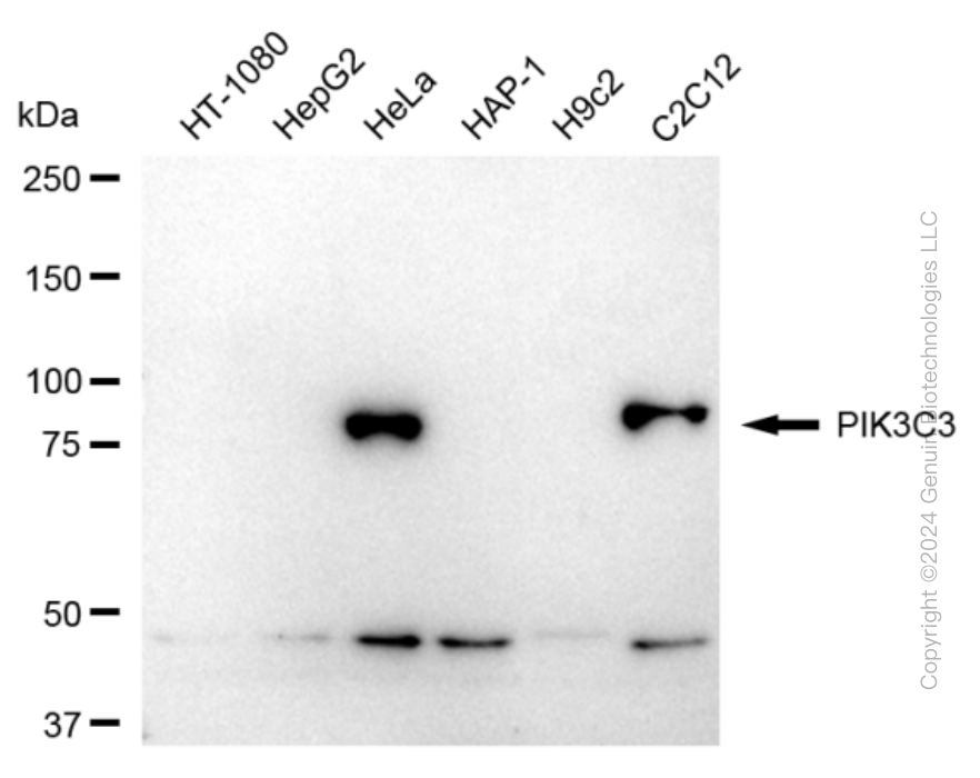 Western blotting analysis using anti-PIK3C3 antibody . Total cell lysates (30 μg) from various cell lines were loaded and separated by SDS-PAGE. The blot was incubated with anti-PIK3C3 antibody and HRP-conjugated goat anti-rabbit secondary antibody respectively. Image was developed using anti-FeQ™ ECL Substrate Kit .