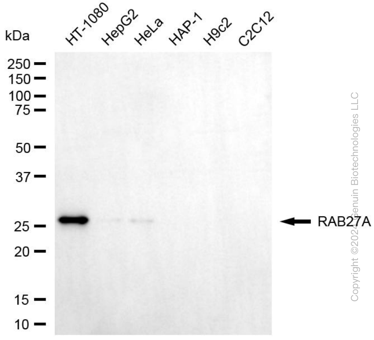 Western blotting analysis using anti-RAB27A antibody . Total cell lysates (30 μg) from various cell lines were loaded and separated by SDS-PAGE. The blot was incubated with anti-RAB27A antibody and HRP-conjugated goat anti-mouse secondary antibody respectively. Image was developed using anti-FeQ™ ECL Substrate Kit .