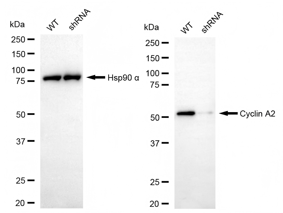 CCNA2 Mouse Monoclonal Antibody [Clone ID: 25GB9715]