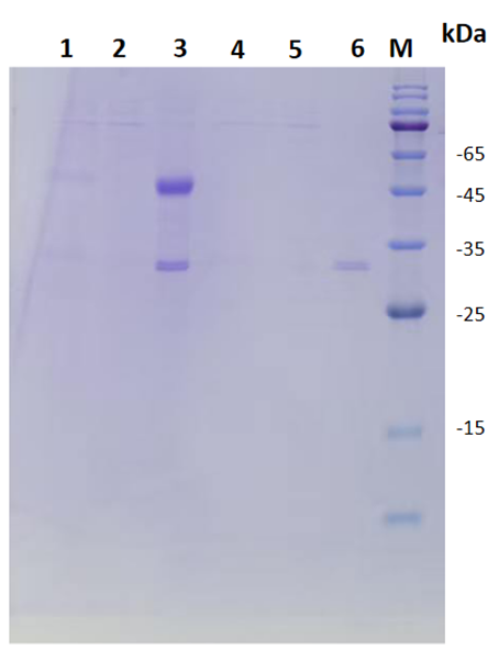Anti-Mouse IgG2a VHH Agarose Beads