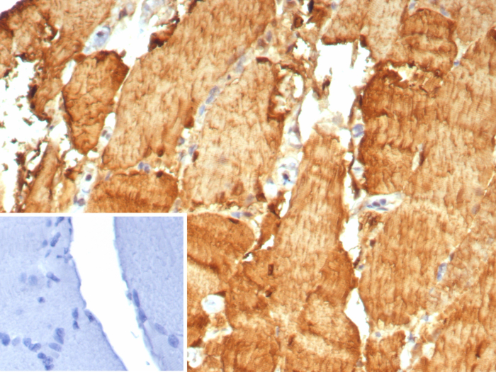 CA3 Mouse Monoclonal Antibody [Clone ID: CA3/7883]