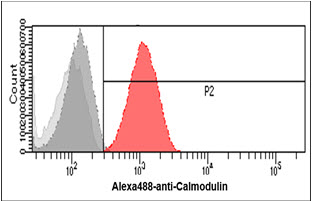 Flow cytometry analysis of Calmodulin in HeLa cells. The cell was stained with Human Calmodulin 2/CALM2 antibody at 2-5ug for 1x10^6cells (red). A Goat anti mouse IgG (Alexa fluor 488) was used as the secondary antibody. Mouse monoclonal IgG was used as the isotype control (dark gray), cells without incubation with primary and secondary antibody was used as the negative control (light gray).
