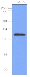 Western blot analysis of IRF3 expression on a Jurkat cell lysate using Mouse anti Human IRF3 (AM05643PU-N)