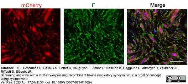 <strong>Published customer image:</strong> <br>Mouse anti Respiratory Syncytial Virus Fusion Protein antibody, clone 0681 (<strong>AM05766PU-N</strong>) used to demonstrate fusion protein expression in BRSV infected cells by immunofluorescence.<br><strong>Image caption:</strong><br>Images of BT cells infected with rBRSV-mCherry (MOI 0.04) at 8 dpi. Cells were fixed and labelled with anti-F antibody (green). Cell nuclei were stained with Hoechst 33342. Scale bar, 100 &mu;m. <br><br>From: Fix J, Descamps D, Galloux M, Ferret C, Bouguyon E, Zohari S, Näslund K, Hägglund S, Altmeyer R, Valarcher JF, Riffault S, Eléouët JF.<br>Screening antivirals with a mCherry-expressing recombinant bovine respiratory syncytial virus: a proof of concept using cyclopamine.<br><a href="https://pubmed.ncbi.nlm.nih.gov/37069656/"target="_blank" rel="noopener">Vet Res. 2023 Apr 17;54(1):36</a>.<br>doi: 10.1186/s13567-023-01165-x.<br>This image is from an open access article distributed under terms of a <a href="https://creativecommons.org/licenses/by/4.0/"target="_blank" rel="noopener">Creative Commons Attribution License</a>.