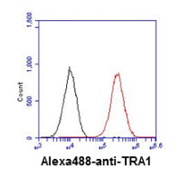 Flow cytometry analysis of TRA1 in U87MG cell line, staining at 2-5ug for 1x10^6cells (red line). The secondary antibody used goat anti-mouse IgG Alexa fluor 488 conjugate. Isotype control antibody was mouse IgG (black line).