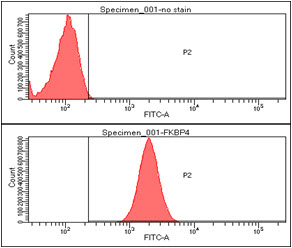Flow cytometry analysis of FKBP52 /FKBP4 in HeLa cell line, staining at 2-5ug for 1x10^6cells. The secondary antibody used goat anti-mouse IgG Alexa fluor 488 conjugate.