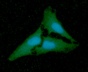 ICC/IF analysis of NANS in HeLa cells. The cell was stained with Human NANS antibody (1:100). The secondary antibody (green) was used Alexa Fluor 488. DAPI was stained the cell nucleus (blue).