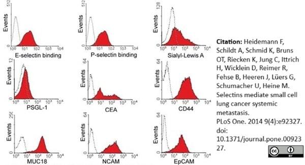 <strong>Published customer image:</strong> <br>Mouse anti Human CD44 antibody, clone 156-3C11 (<strong>BM2431P</strong>) used for  the determination of CD44 expression on small cell lung cancer cells by flow cytometry.<br><strong>Image caption:</strong><br>SCLC cell line OH-1 binds to selectins and expresses CEA. OH-1 cells, as a cell line of neuroectodermal origin, are positive for NCAM and EpCAM, which could be detected by flow cytometry analysis and can thus serve as a marker for these cells when grown in mice. Cells show binding to E- and P-selectin fusion protein. The glycosylation motif sialyl Lewis A, a binding partner recognized by selectins, could be detected with the CA19-9 antibody. The cell line OH-1 exhibits several known proteins which known to be protein backbones for selectin binding carbohydrate residues such as PSGL-1, MUC18, CD44 and CEA. Isotype controls are shown as dotted lines.<br><br>From: Heidemann F, Schildt A, Schmid K, Bruns OT, Riecken K, Jung C, <em>et al.</em>. (2014)<br>Selectins Mediate Small Cell Lung Cancer Systemic Metastasis.<br><strong><strong><a href="http://www.ncbi.nlm.nih.gov/pubmed/24699516"target="_blank" rel="noopener">PLoS ONE 9(4): e92327</a></strong></strong>.<br>This image is from an open access article distributed under the terms of the <a href="https://creativecommons.org/licenses/by/4.0/"target="_blank" rel="noopener">Creative Commons Attribution License</a>.
