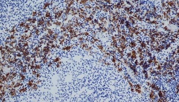 Staining of acetone fixed, cryostat sectioned rat spleen with Mouse anti Rat CD163 antibody, clone ED2 (<strong>MCA342GA</strong>).