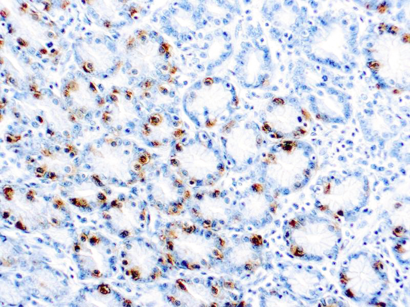 Formalin fixed paraffin embedded stomach stained with Gastrin antibody.