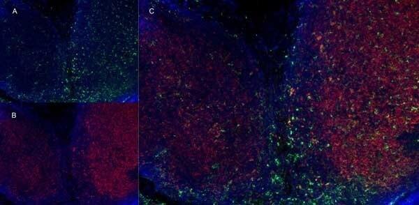 Immunofluorescence staining of mouse lymph node cryosection using Rat anti Mouse CD11b antibody, clone M1/70.15 (<strong>SM014PA</strong>), green in A and Rat anti Mouse CD8 antibody, clone YTS105.18 (<strong><a href="https://www.bio-rad-antibodies.com/product/partnumber/MCA1108.html"target="_blank">MCA1108</a></strong>), red in B. C is the merged image with nuclei counterstained blue using DAPI. Low power