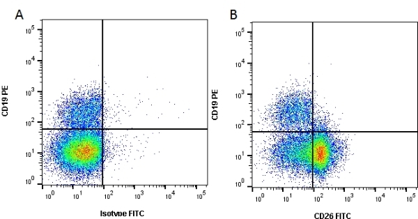 Figure A. RPE conjugated mouse anti human CD19 (<a href="https://www.bio-rad-antibodies.com/product/partnumber/MCA1940PE.html">MCA1940PE</a>) and FITC conjugated mouse IgG1 isotype control (<a href="https://www.bio-rad-antibodies.com/product/partnumber/MCA928F.html">MCA928F</a>). Figure B. RPE conjugated mouse anti human CD19 (<a href="https://www.bio-rad-antibodies.com/product/partnumber/MCA1940PE.html">MCA1940PE</a>) and FITC conjugated mouse anti human CD26 (<strong>SM1085PF</strong>). All experiments performed on red cell lysed human blood gated on lymphocytes in the presence of 10% human serum. Data acquired on the ZE5 Cell Analyzer.