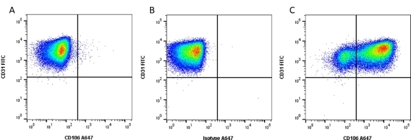 Figure A. Unstimulated cells were stained with FITC conjugated Mouse anti Human CD31 (<a href="https://www.bio-rad-antibodies.com/product/partnumber/MCA1738F.html">MCA1738F</a>) and Alexa Fluor 647 conjugated Mouse anti Human CD106 (<a href="https://www.bio-rad-antibodies.com/product/partnumber/SM1178PA647.html">SM1178PA647</a>). Figure B. Cells stimulated with TNFa for 19 hours were stained with FITC conjugated Mouse anti Human CD31 (<a href="https://www.bio-rad-antibodies.com/product/partnumber/MCA1738F.html">MCA1738F</a>) and Alexa Fluor 647 conjugated Mouse IgG (<a href="https://www.bio-rad-antibodies.com/product/partnumber/MCA928A647.html">MCA928A647</a>). Figure C. Cells stimulated with TNFa for 19 hours were stained with FITC conjugated Mouse anti Human CD31 (<a href="https://www.bio-rad-antibodies.com/product/partnumber/MCA1738F.html">MCA1738F</a>) and Alexa Fluor 647 conjugated Mouse anti Human CD106 (<a href="https://www.bio-rad-antibodies.com/product/partnumber/SM1178PA647.html">SM1178PA647</a>). All experiments performed on HUVECs gated on single cells in the presence of 10% human serum. Data acquired on the ZE5 Cell Analyzer