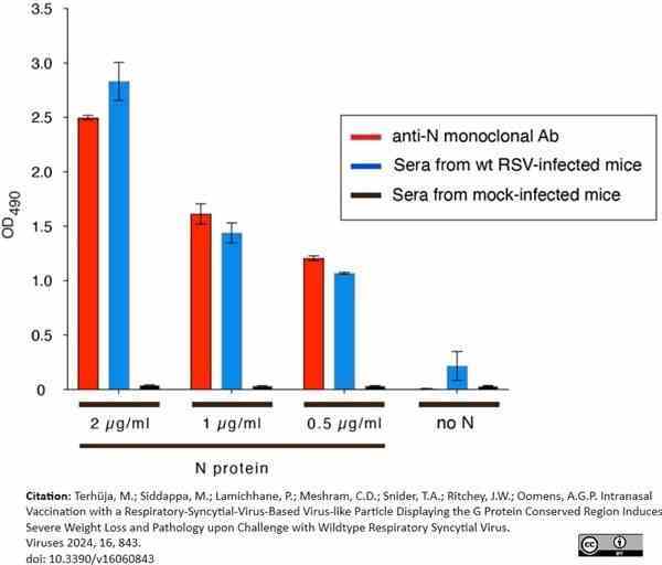 <strong>Published customer image:</strong> <br>Mouse anti Respiratory Syncytial Virus nucleoprotein antibody, clone RSV3132 (<strong>SM1753P</strong>) used to validate an anti RSN Nprotein ELISA<br><strong>Image caption:</strong><br>Validation of anti-nucleoprotein (N) ELISA. Different amounts of purified his-tagged N protein (Sino Biological) were incubated on nickel-coated plates overnight. Plates were blocked, washed, and then incubated with the following primary Abs: Anti-N monoclonal Ab (AbD serotec), pooled sera from mice (n=5) twice infected with wt RSV, or pooled sera from mock-infected mice (n=5). After primary Abs, plates were processed for standard ELISA. Error bars represent the stand�ard deviation of the mean of triplicate samples (technical replicates of pooled sera).<br><br>From: Terhüja, M.; Siddappa, M.; Lamichhane, P.; Meshram, C.D.; Snider, T.A.; Ritchey, J.W.; Oomens, A.G.P.<br>Intranasal Vaccination with a Respiratory-Syncytial-Virus-Based Virus-like Particle Displaying the G Protein Conserved Region Induces Severe Weight Loss and Pathology upon Challenge with Wildtype Respiratory Syncytial Virus.<br><a href="https://www.mdpi.com/1999-4915/16/6/843"target="_blank" rel="noopener">Viruses 2024, 16, 843</a>.<br>doi: 10.3390/v16060843. <br>This image is from an open access article distributed under terms of a <a href="https://creativecommons.org/licenses/by/4.0/"target="_blank" rel="noopener">Creative Commons Attribution License</a>.