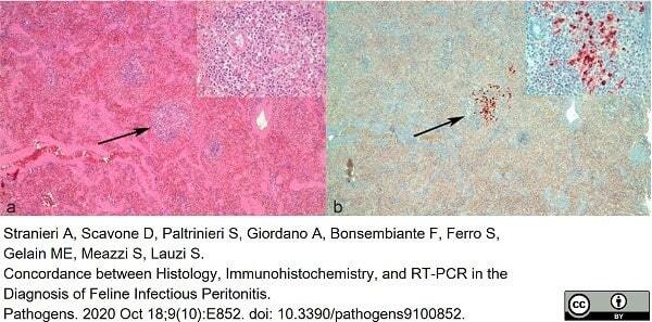 <strong>Published customer image:</strong> <br>Mouse anti Feline Coronavirus antibody, clone FIPV3-70 (<strong>SM1870P</strong>) used for the demonstration of feline coronovirus infected cells in cat spleen sections by immunohistochemistry on formalin fixed, paraffin embedded tissues.<br><strong>Image caption:</strong><br>Spleen of cat n<sup>&#9675;</sup>9. (a) The parenchyma appeared quite normal at low magnification with only a few small periarteriolar lymphoplasmacytic infiltrates with macrophages, resembling normal white pulp (arrow). Inset: higher magnification of the infiltrate, no granulomas or vasculitis were clearly evident. (b) Immunolabeled macrophages were present inside the periarteriolar infiltrate (arrow). Inset: higher magnification.<br><br>From: Stranieri, A.; Scavone, D.; Paltrinieri, S.; Giordano, A.; Bonsembiante, F.; Ferro, S.; Gelain, M.E.; Meazzi, S.; Lauzi, S.<br>Concordance between Histology, Immunohistochemistry, and RT-PCR in the Diagnosis of Feline Infectious Peritonitis.<br><strong><a href="https://pubmed.ncbi.nlm.nih.gov/33081040/"target="_blank" rel="noopener">Pathogens 2020, 9, 852</a></strong>.<br>This image is from an open access article distributed under terms of a <a href="https://creativecommons.org/licenses/by/4.0/"target="_blank" rel="noopener">Creative Commons Attribution License</a>.