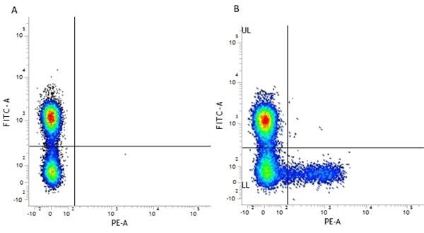 Figure A. FITC conjugated Mouse anti Human CD3 (<a href="https://www.bio-rad-antibodies.com/product/partnumber/MCA2184F.html">MCA2184F</a>) and RPE conjugated Mouse IgG1 isotype control (<a href="https://www.bio-rad-antibodies.com/product/partnumber/MCA928PE.html">MCA928PE</a>). Figure B. FITC conjugated Mouse anti Human CD3 (<a href="https://www.bio-rad-antibodies.com/product/partnumber/MCA2184F.html">MCA2184F</a>) and RPE conjugated Mouse anti Human CD158a (<strong>SM2036R</strong>). All experiments performed on red cell lysed human peripheral blood gated on lymphocytes in the presence of Human SeroBlock (<a href="https://www.bio-rad-antibodies.com/product/partnumber/BUF070A.html">BUF070A</a>).