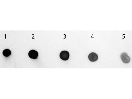 Dot Blot of Goat anti-Human IgM (mu chain) Antibody Alkaline Phosphatase Conjugated. Antigen:  Human IgM.   Load:  Lane 1 - 200 ng Lane 2 - 66.67 ng Lane 3 - 22.22 ng Lane 4 - 7.41 ng Lane 5 - 2.47 ng. Primary antibody:  none. Secondary antibody:  Goat anti-Human IgM (mu chain) Antibody Alkaline Phosphatase Conjugated at 1:1,000 for 60 min at RT. Block:  MB-070 for 1 HR at RT. Visualized using NBT-100 Alkaline Phosphatase Substrate for 30 seconds at RT.