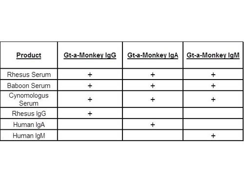 This table displays additional reactivity among various species of serum and immunoglobulin.   A (+) indicates antibody reactivity to the corresponding target.