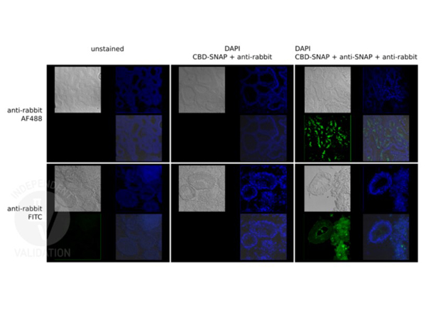 Rabbit IgG (H+L chain) Goat Polyclonal Antibody